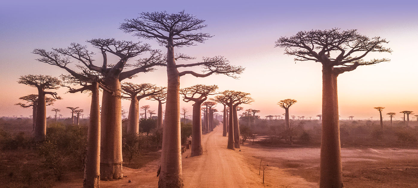 baobab detail3